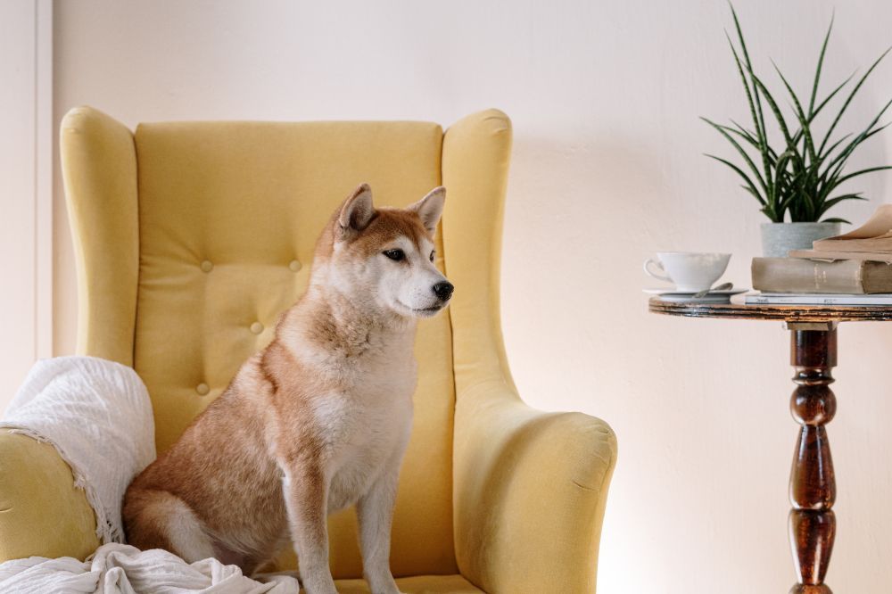 Fattori da considerare a lungo termine per cani con malattie croniche