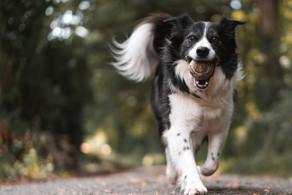 Cura di razze specifiche