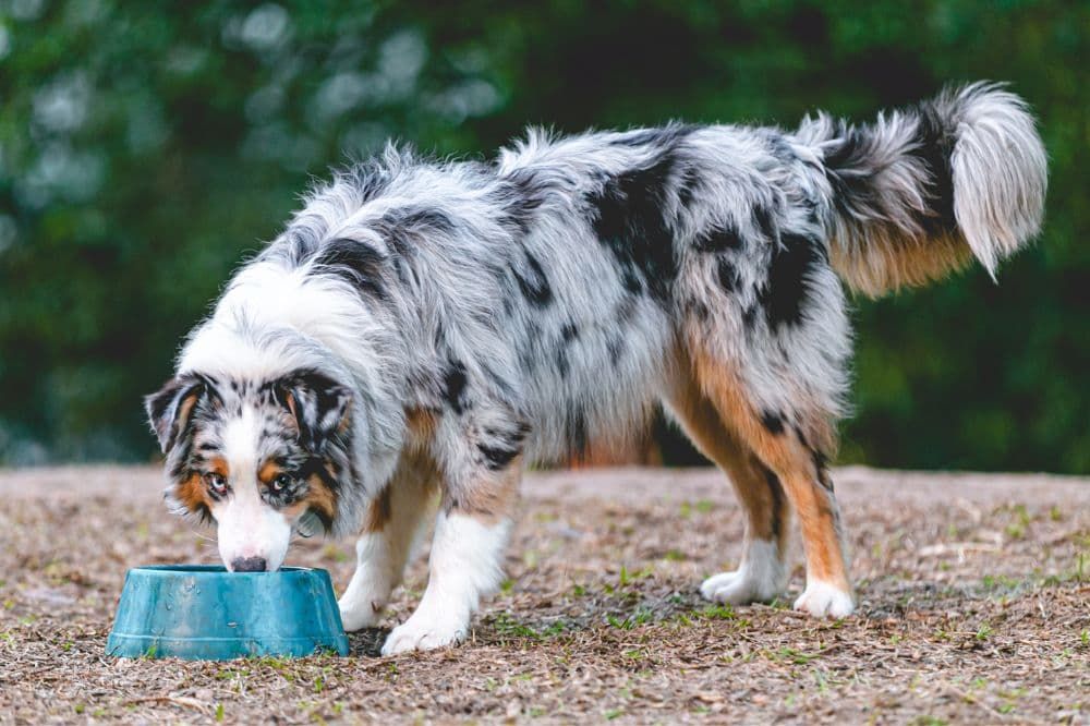 Suggerimenti alimentari per cani attivi