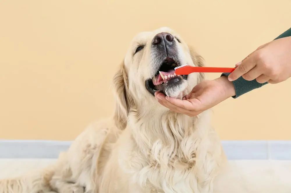 Suggerimenti per la salute dentale canina