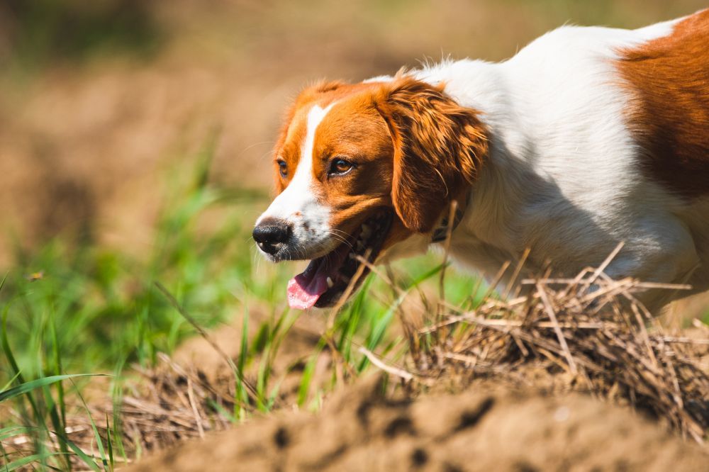 Transizione dietetica per cani