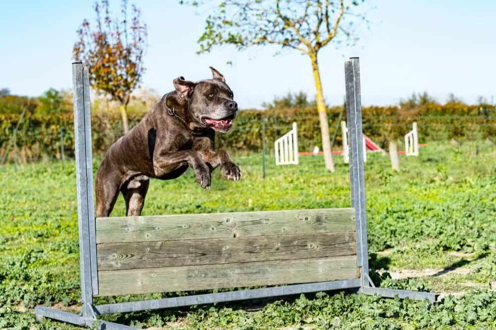 Transizione alimentare per cani