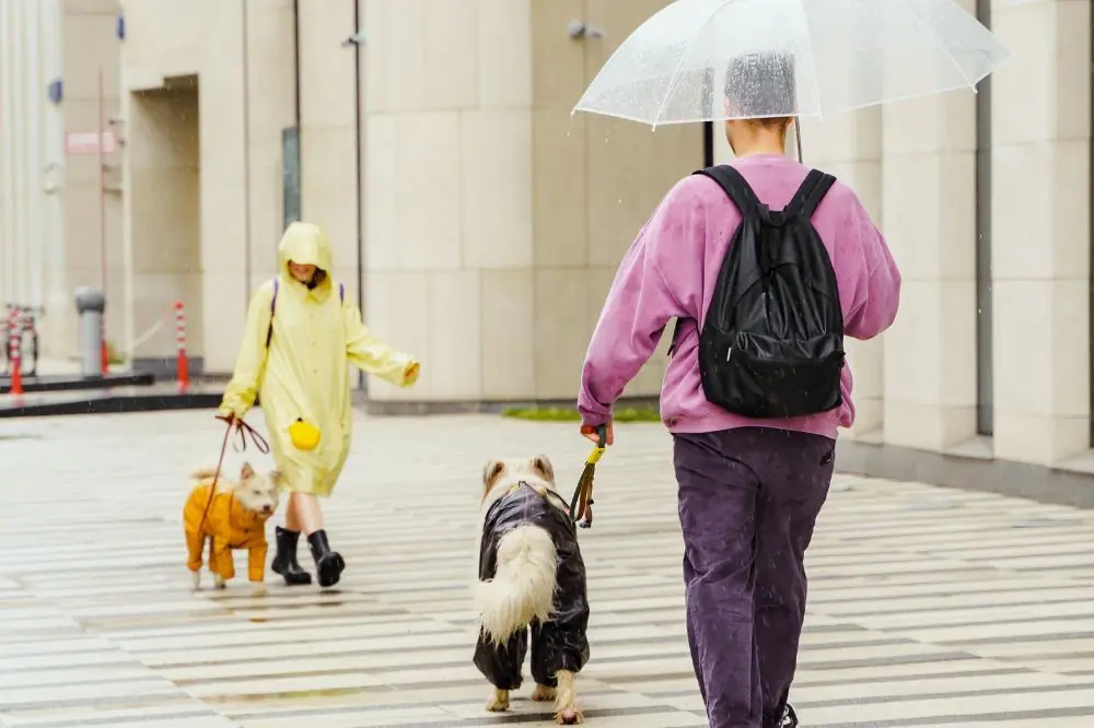 Suggerimenti per passeggiate con il cane sotto la pioggia