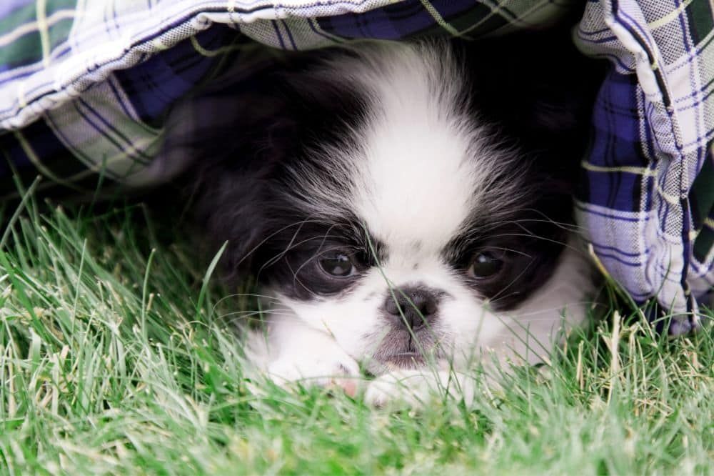 Suggerimenti per proprietari di Chin Giapponese