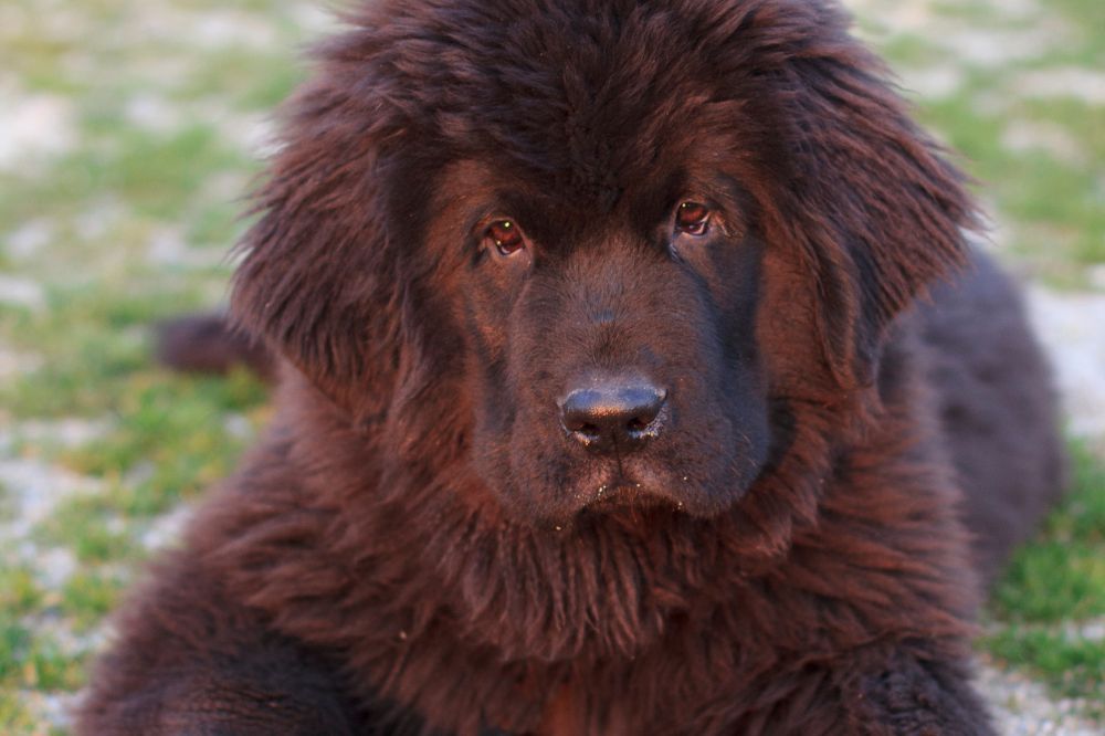 Suggerimenti per proprietari di cucciolo di Terranova