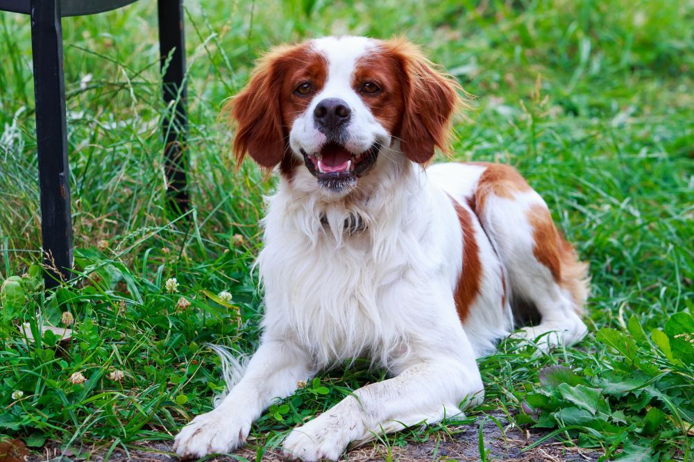 Spaniel Breton e interazioni