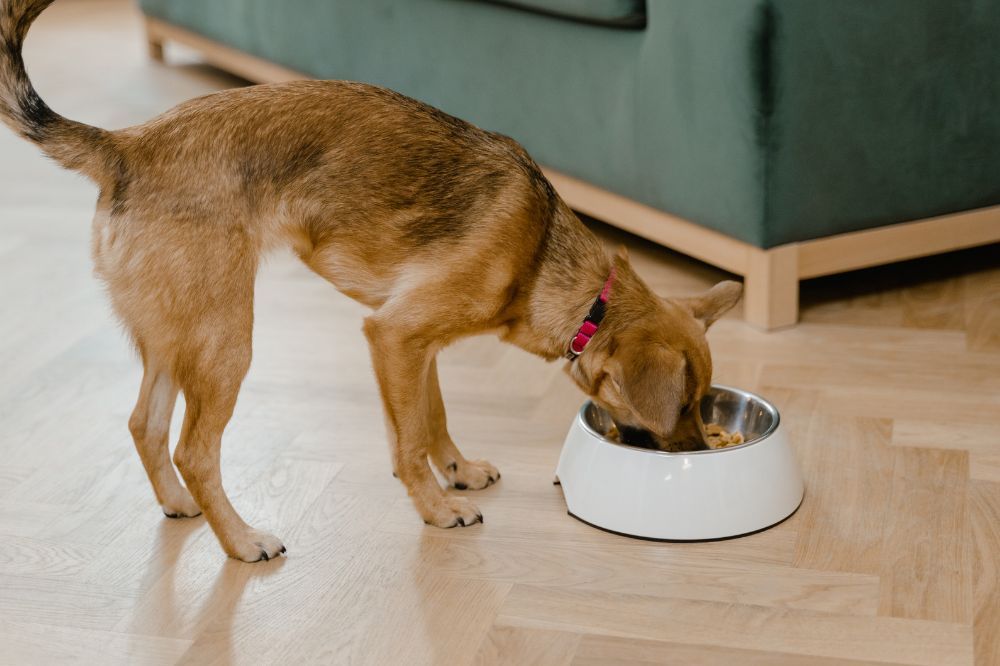 Consulta il veterinario per le diete senza cereali per cani.