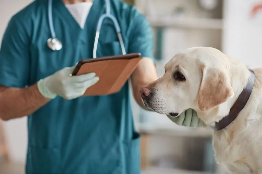Consulto veterinario