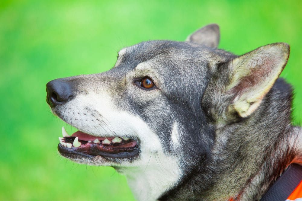 contrôle des portions et la fréquence des repas pour le Chien de Chasse Norvégien