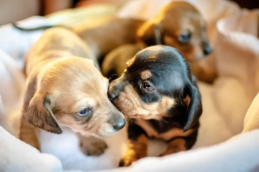 Socializzazione nei cuccioli di cane