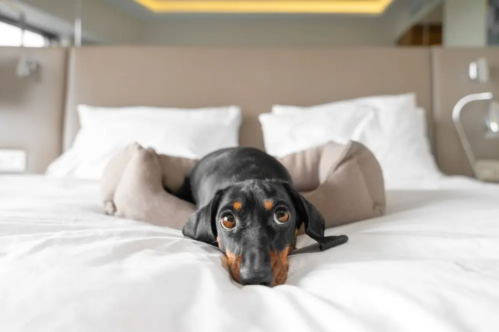 Mantenimiento de la salud canina en viajes.