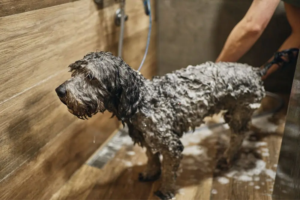 Guía sobre el cuidado del pelo rizado en perros.
