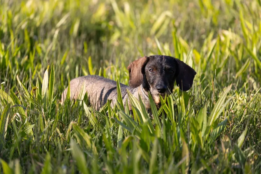 Curiosidades sobre el Dachshund