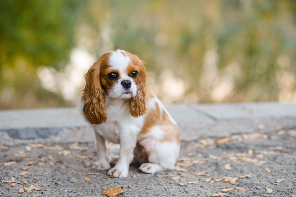 Curiosità sui cuccioli di Cavalier King Charles Spaniel