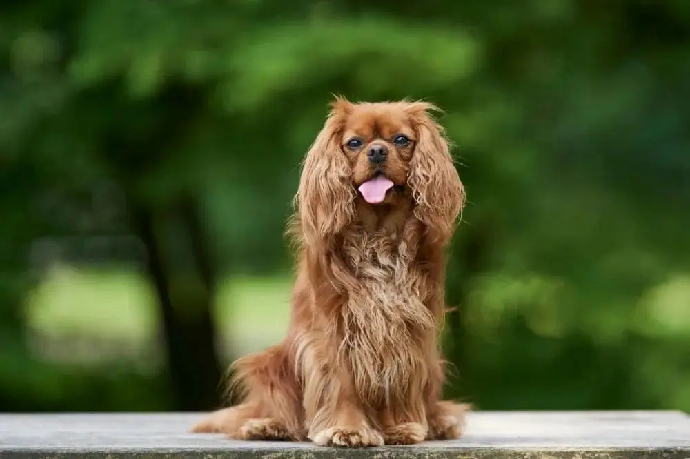 Curiosità sul Cavalier King Charles Spaniel 