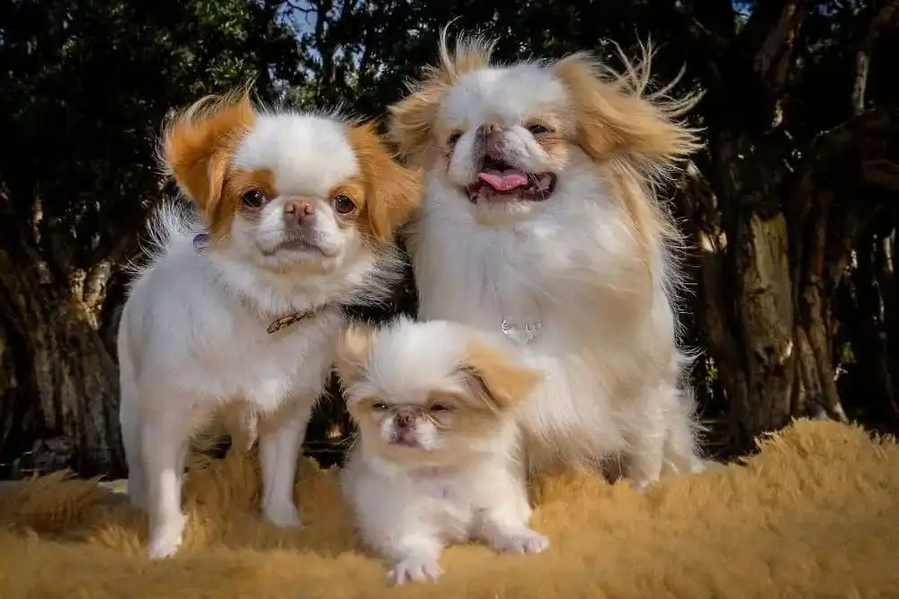 Curiosità sul Chin Giapponese