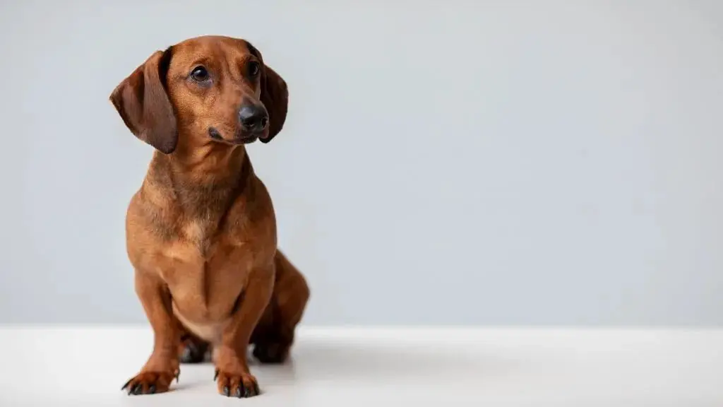 Curiosités sur le Dachshund