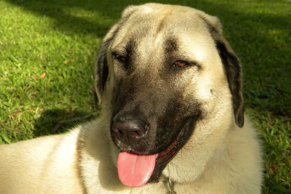 Description du Berger d'Anatolie