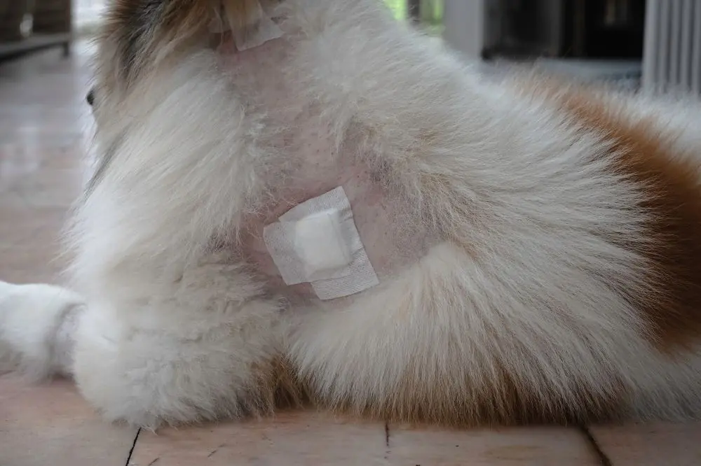 Proceso de diagnóstico del pioderma en perros.