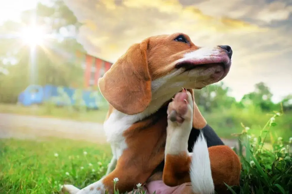 Diete ipoallergeniche per cani con sensibilità alimentari