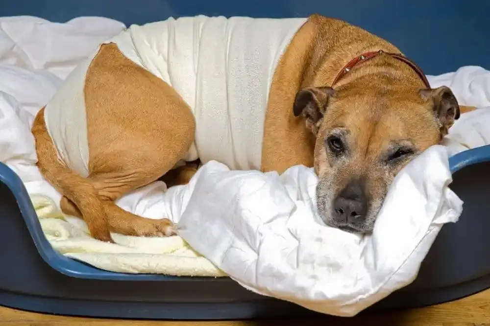 Diete specifiche per cani con malattie renali: Quali alimenti includere e quali evitare