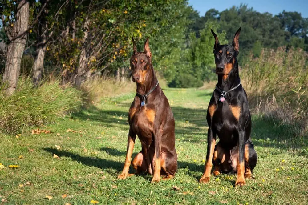 Doberman Pinscher, un perro de raza distinguida.
