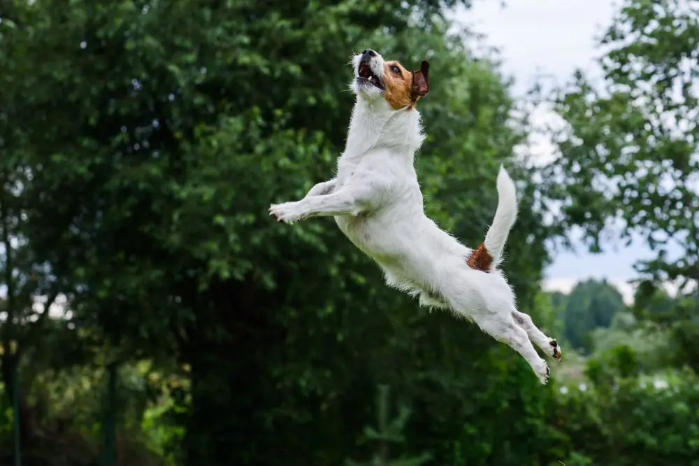 Uso de ejercicio físico y mental para aliviar el estrés en perros debido a cambios de horario.