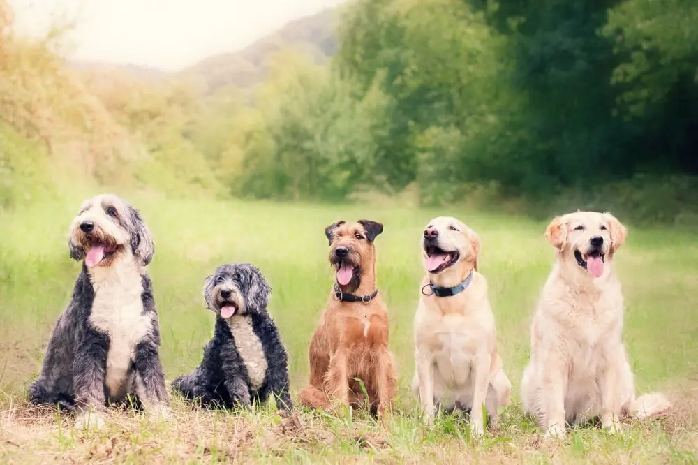 El Papel de los prebióticos en la salud digestiva de los Perros