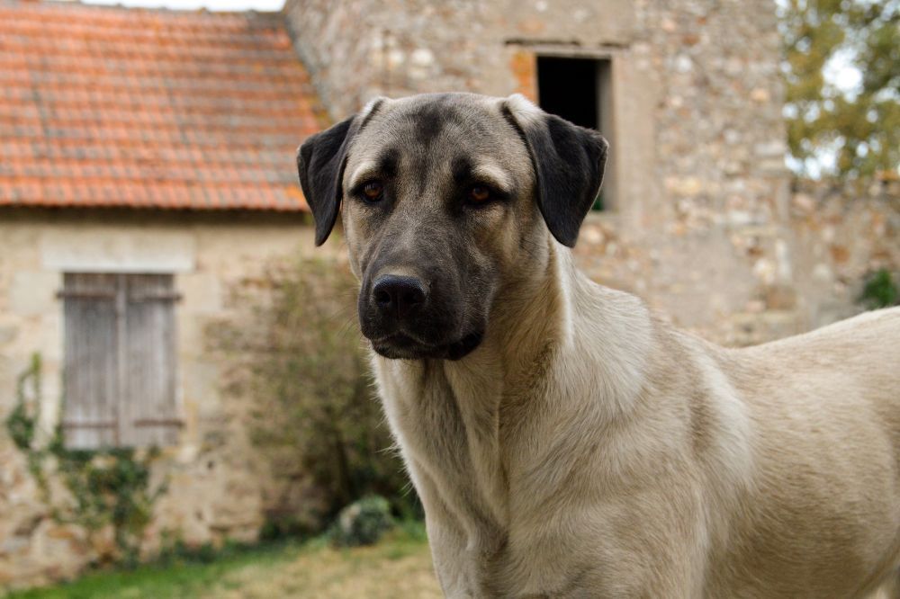Élevage du Berger d'Anatolie