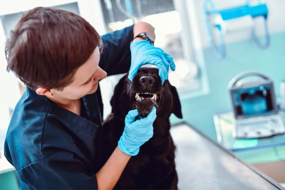 Enfermedad periodontal en perros