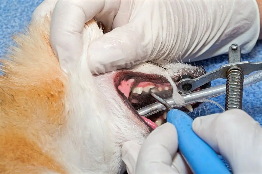 Diagnóstico y manejo de la enfermedad periodontal en perros.