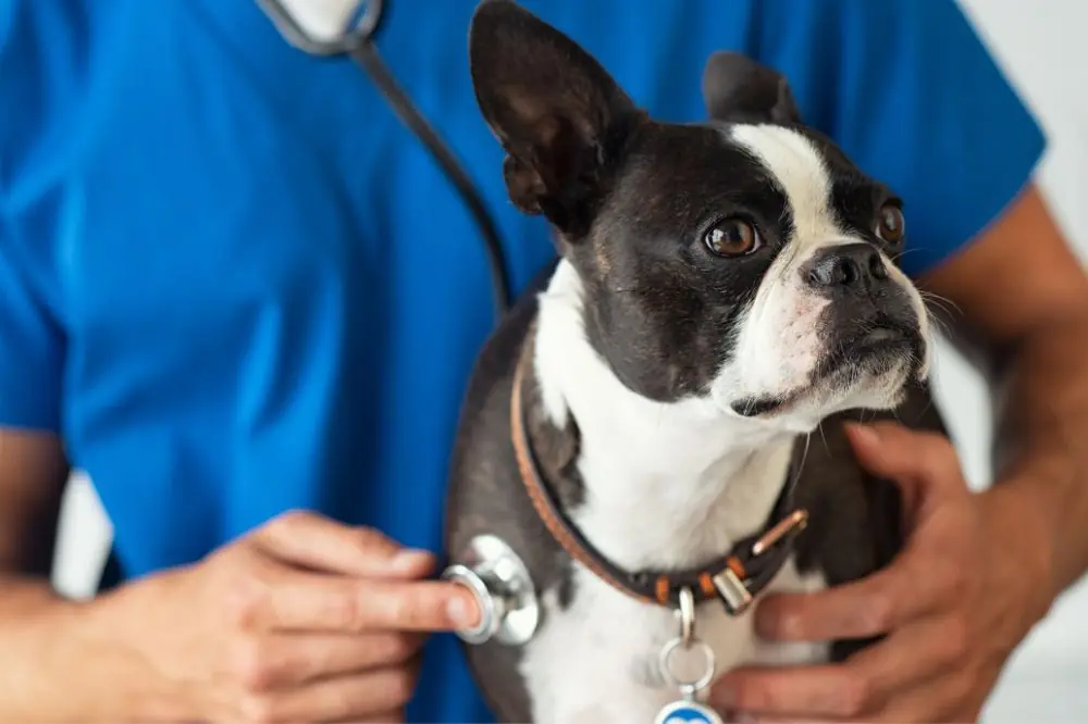 Enfermedad valvular crónica en perros