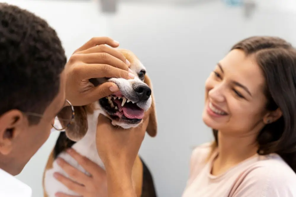 Enfermedades dentales de los perros