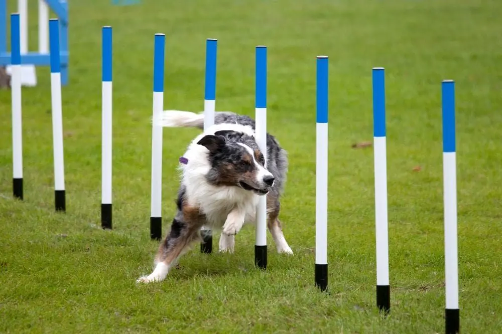 Entrenamiento especializado en agility para perros.