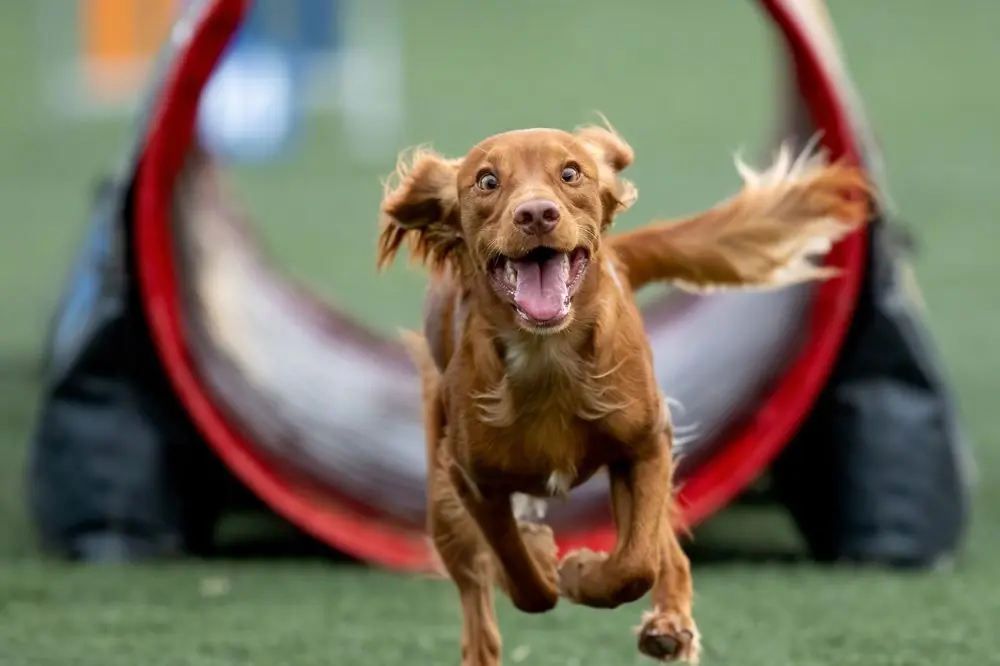 Entrenar a tu perro para competiciones de agilidad