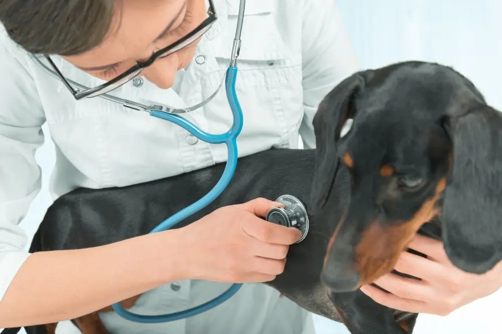 Datos sobre prevalencia de enfermedades valvulares en distintas razas caninas.