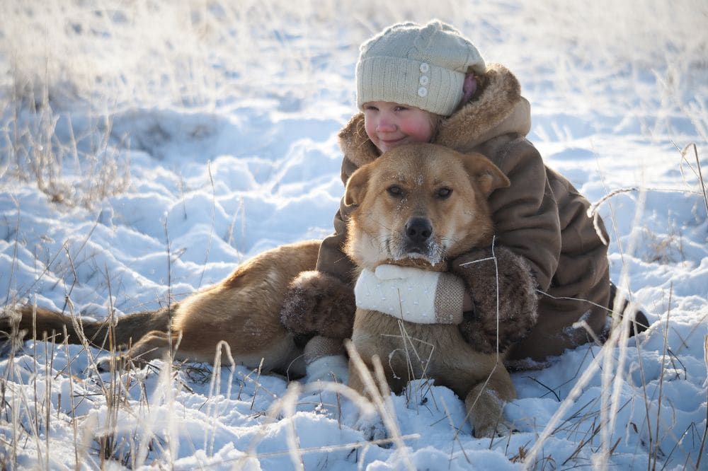 Impactos del frío extremo en perros, destacando los riesgos de hipotermia.