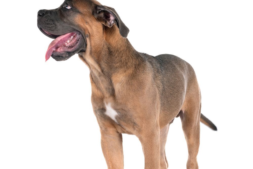 Cultura popolare canina