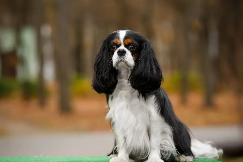 Curiosità sul Cavalier King Charles Spaniel