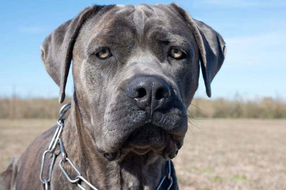 Curiosità sul Mastino Italiano