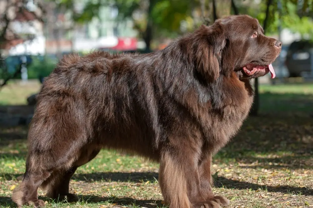 Curiosità sul Terranova