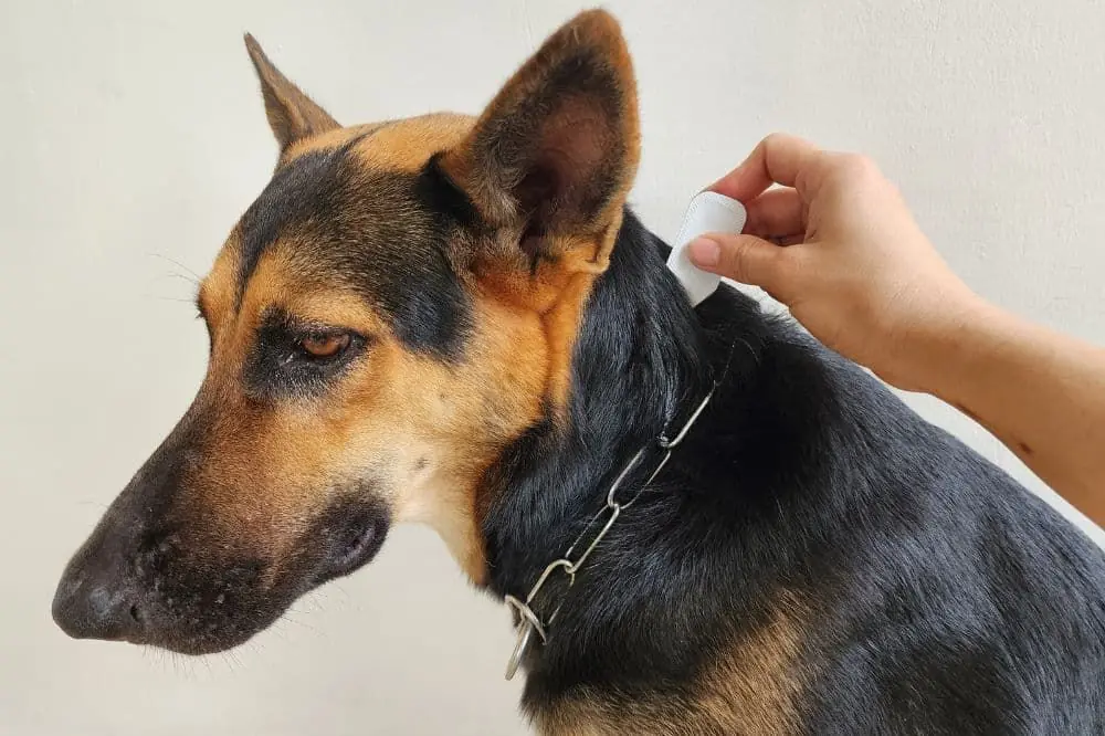 Filaria en perros: causas, síntomas y tratamiento