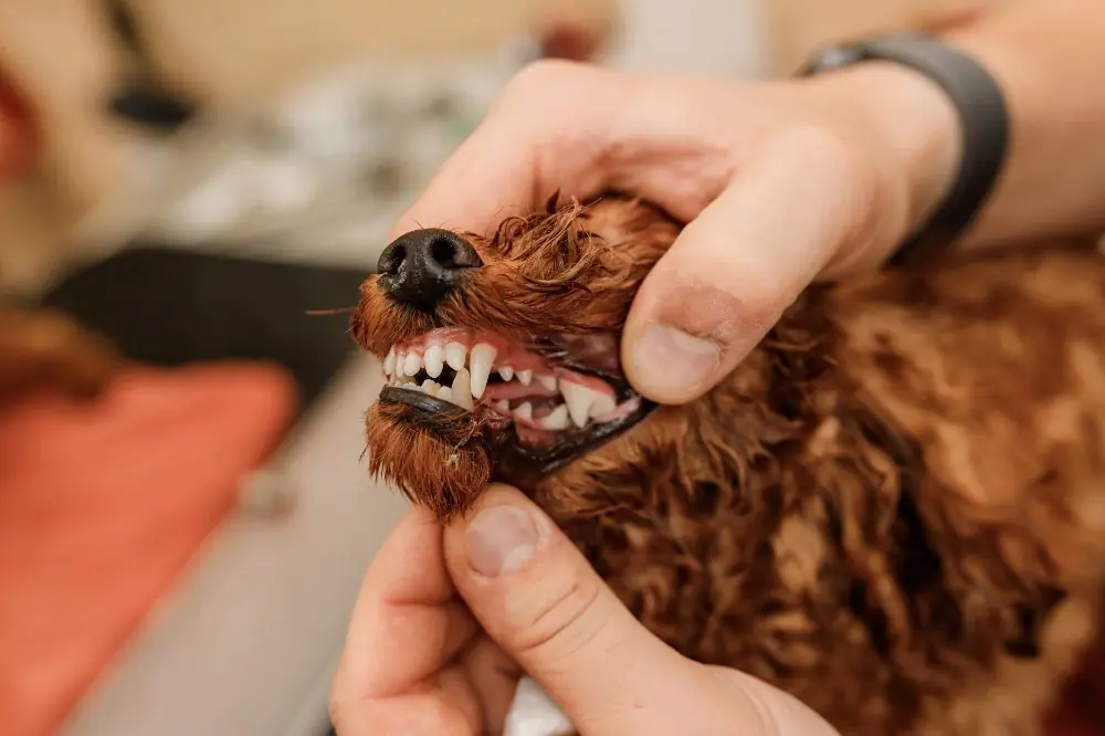 Fracturas dentales en perros