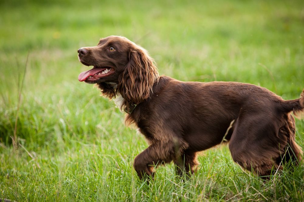 Orari dei pasti per cani