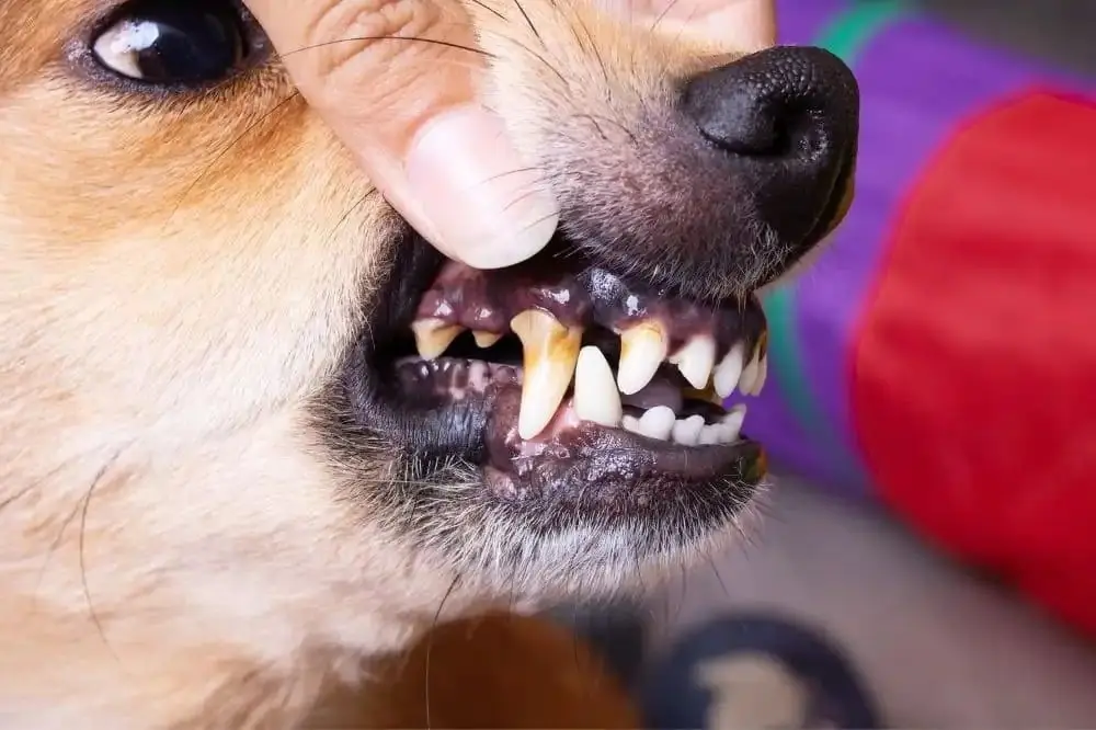 Gengivite nei cani