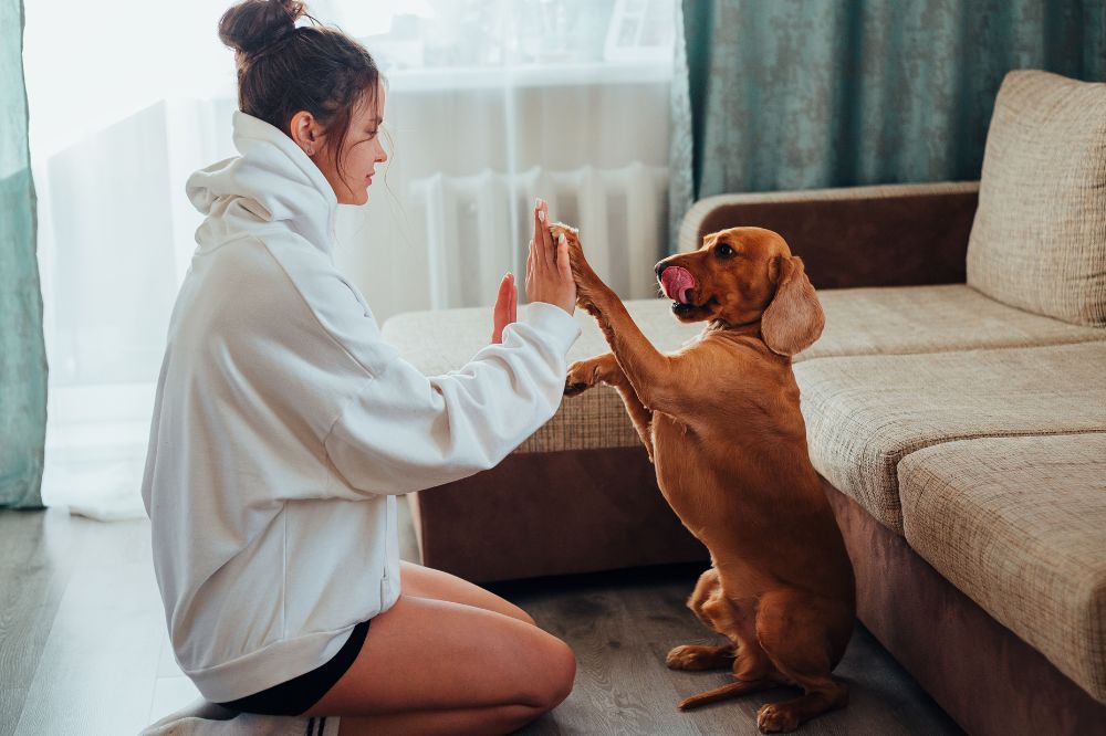 Giochi facili e utili per i cani