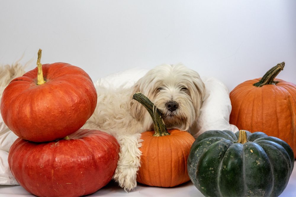 Preparación de golosinas caseras de calabaza y yogur para perros.
