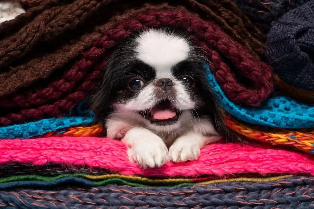 Guía sobre el cachorro de Chin Japonés: socialización, cuidados y alimentación