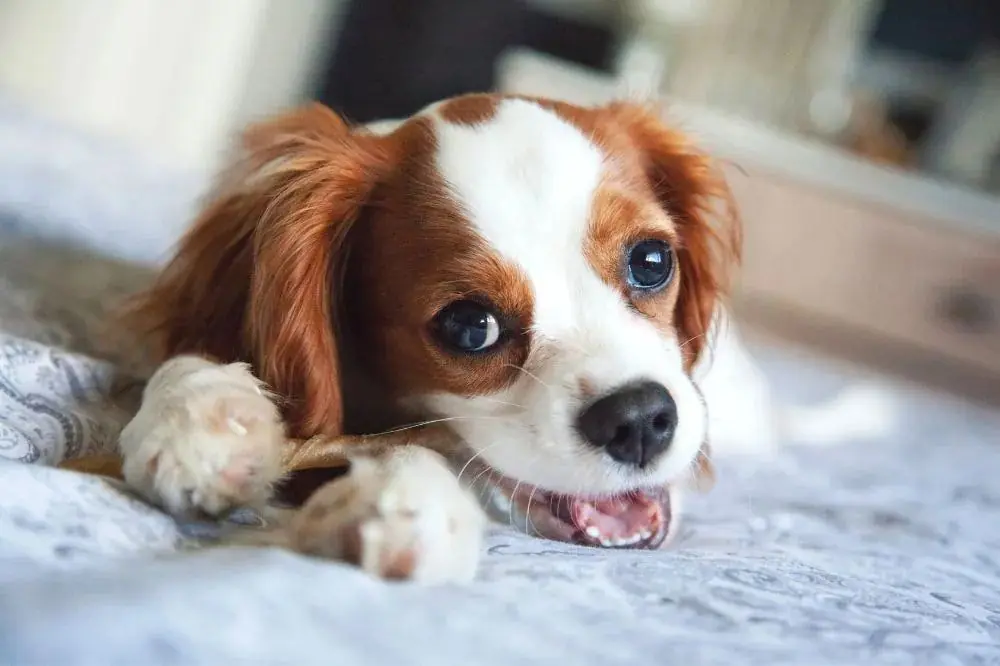 Guide du chiot Cavalier King Charles Spaniel: socialisation, soins et alimentation