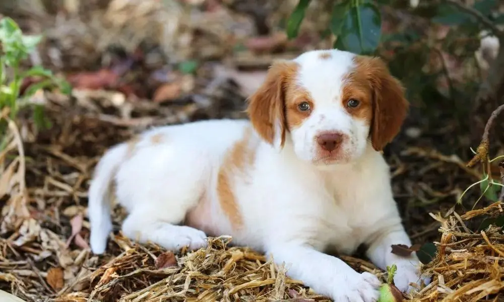 Guide du chiot Épagneul Breton : socialisation, soins et alimentation 